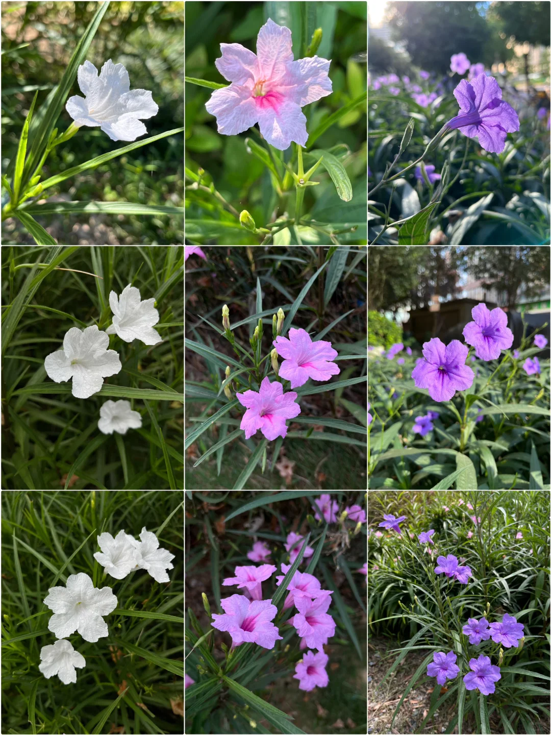 福州植物美图｜生机盎然的各色蓝花草