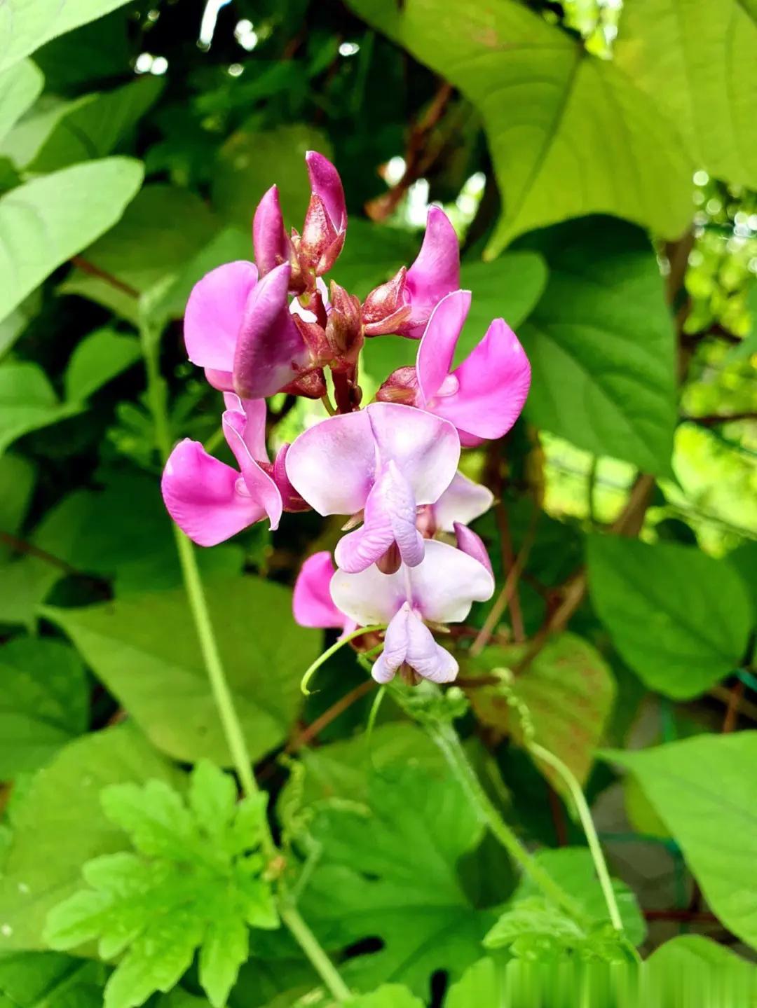 扁豆花#中医式生活##每天一味中草药# 【前言】扁豆花长于夏季，与荷叶相似，为解