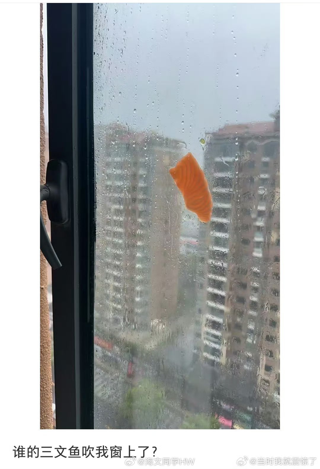 上海谁三文鱼吹窗外上了外卖停了，三文鱼🐟也能送上窗白海豚果真不白叫呀，来了还要