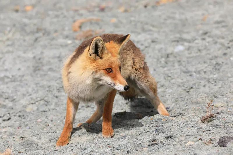 近日有个男子在新疆用手给野生狐狸投喂狗粮，结果手被狐狸死死咬住不松口。网友调侃“