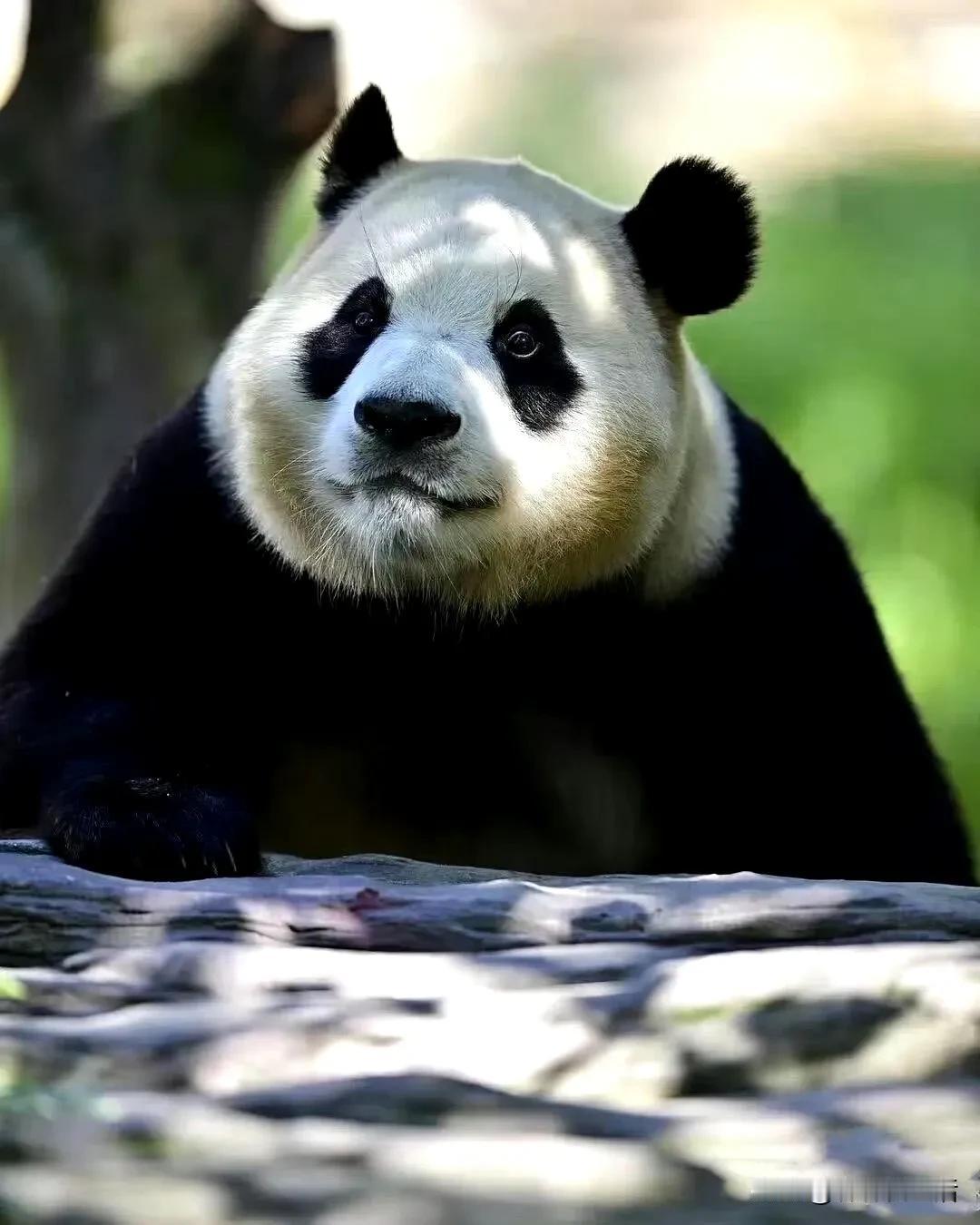 这两张图是福宝的那位帅哥站哥出的。我记得当初的消息是他拍了几千张照片（印象中好像