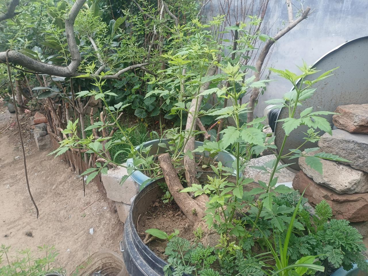当时学形意拳的时候，
师父说了，
你身前有一口大锅，
两只手由腰胯带着，
来回刷