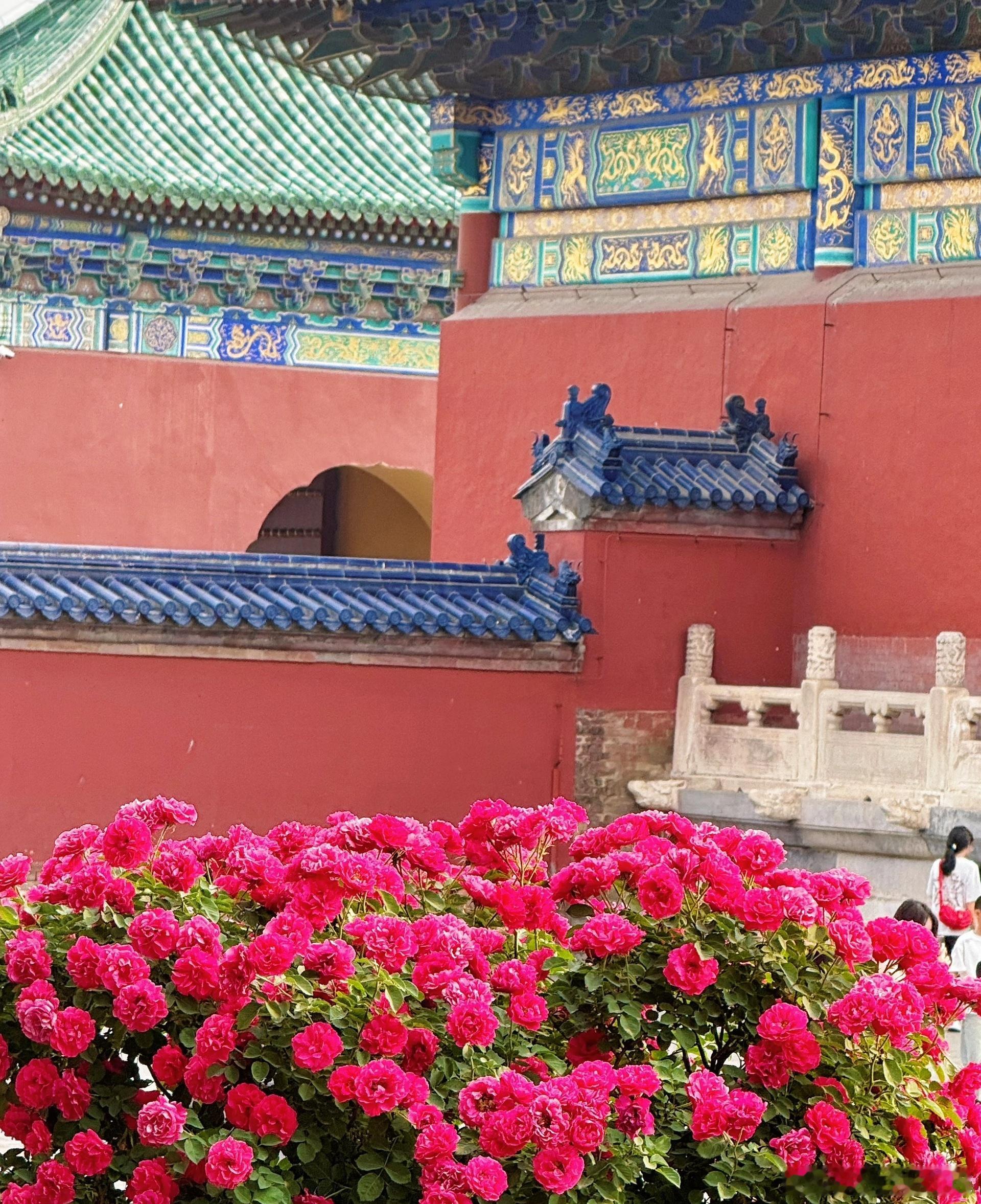 伴着郝熠然歌声逛北京天坛 以前来天坛只看古建筑，这次过来才发现花海这么好看，红墙