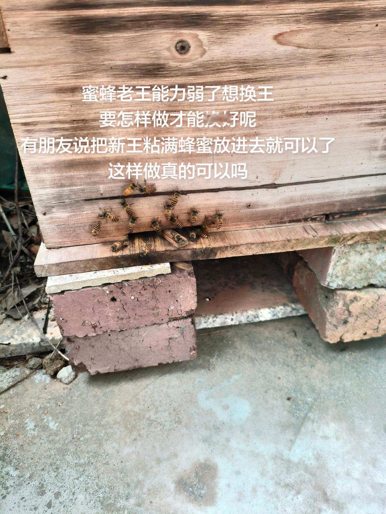 蜜蜂老王能力弱了想换王
要怎样做才能换好呢
有朋友说把新王粘满蜂蜜放进去就可以了