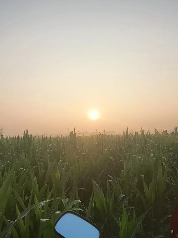 早上的太阳，又大又圆又红，像十七八岁的大小伙子。为了国家的粮食安全，大早起来来浇