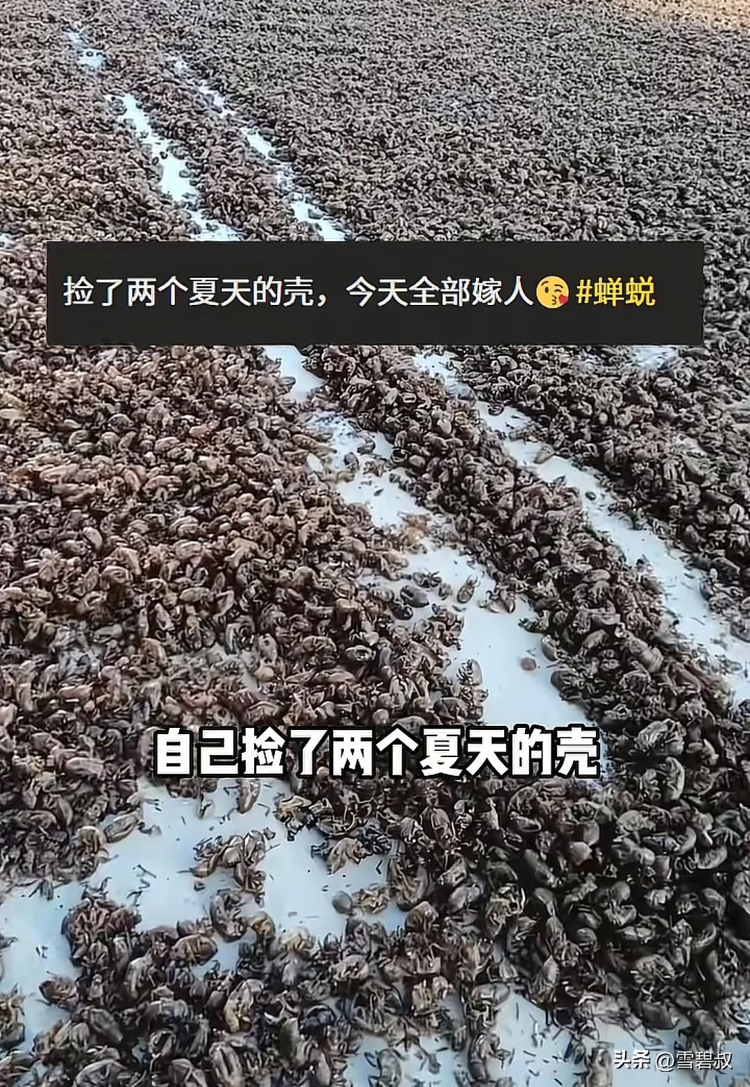 知道知了猴值钱，但不知道这么贵啊！刷到一位网友分享，他连续两个夏天捡拾知了壳，最