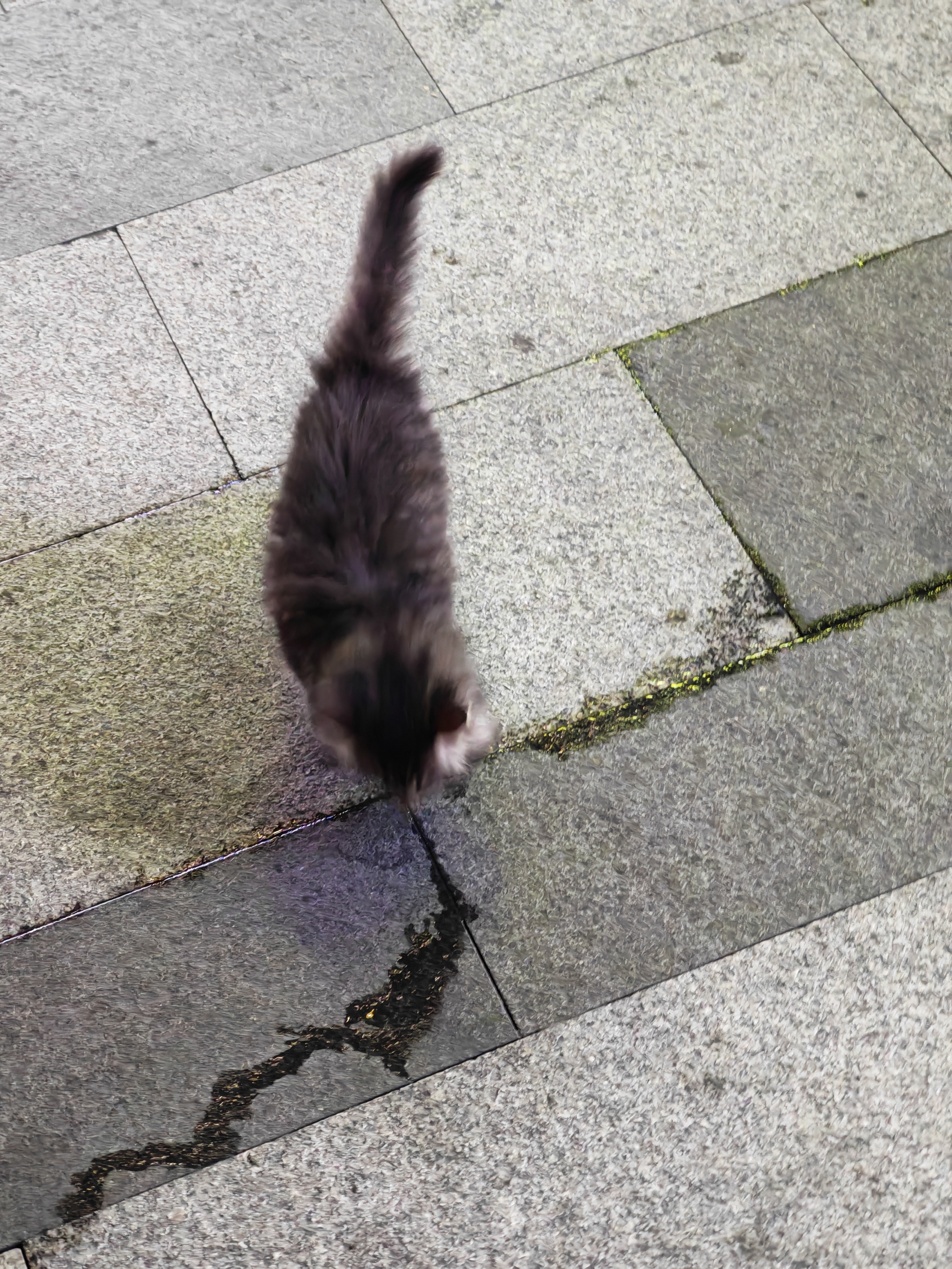 偶遇美貌小猫小而好动拼尽全力没拍到正脸 ​​​