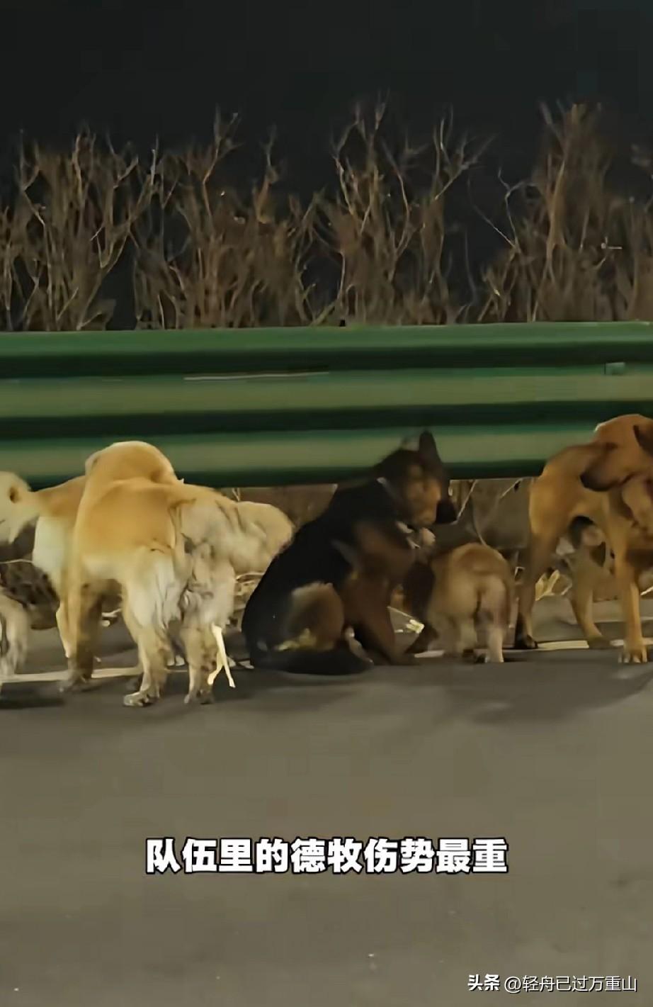 万物皆有灵性！吉林这7只被狗贩子偷走的狗，真的让我震惊，几只狗有勇有谋，说干就干