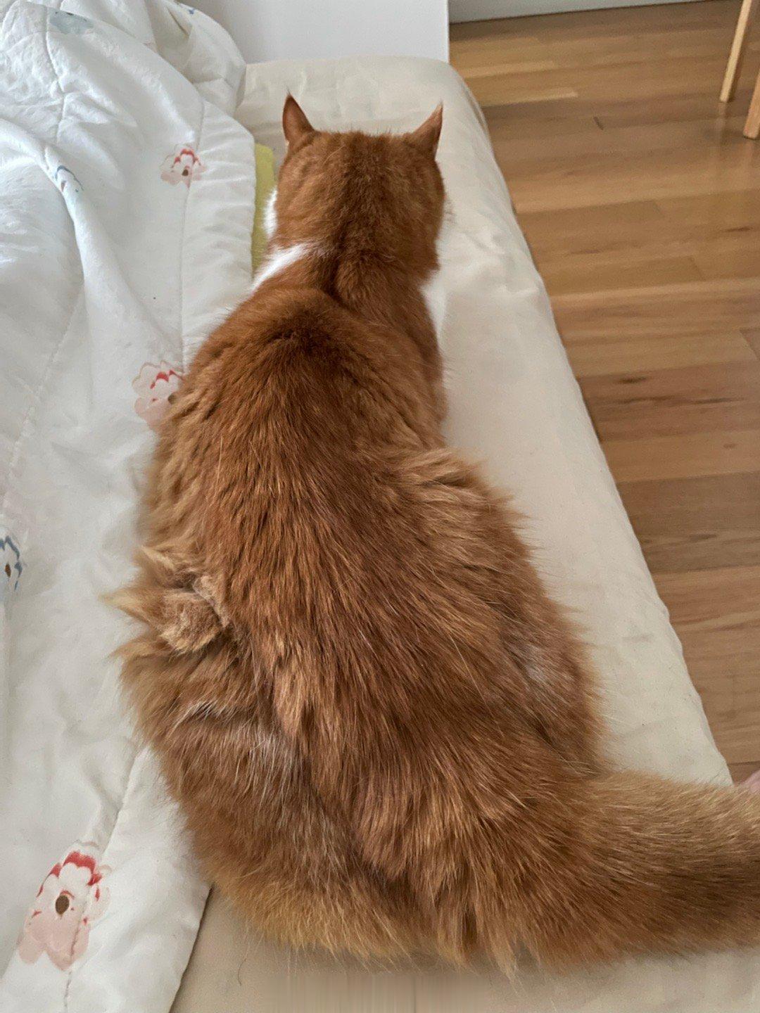 #萌宠那些事[超话]# 一起睡个回笼觉吧！小猫咪很懂事很客气，只占一小条边边，当