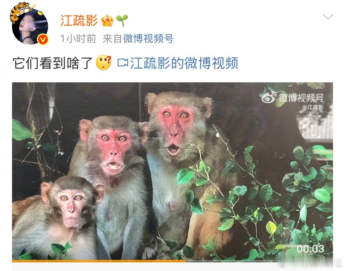 江疏影拍的震惊猴子三连江疏影逛动物园抽象上了 晒猴子“三脸震惊”实录，它们是看到