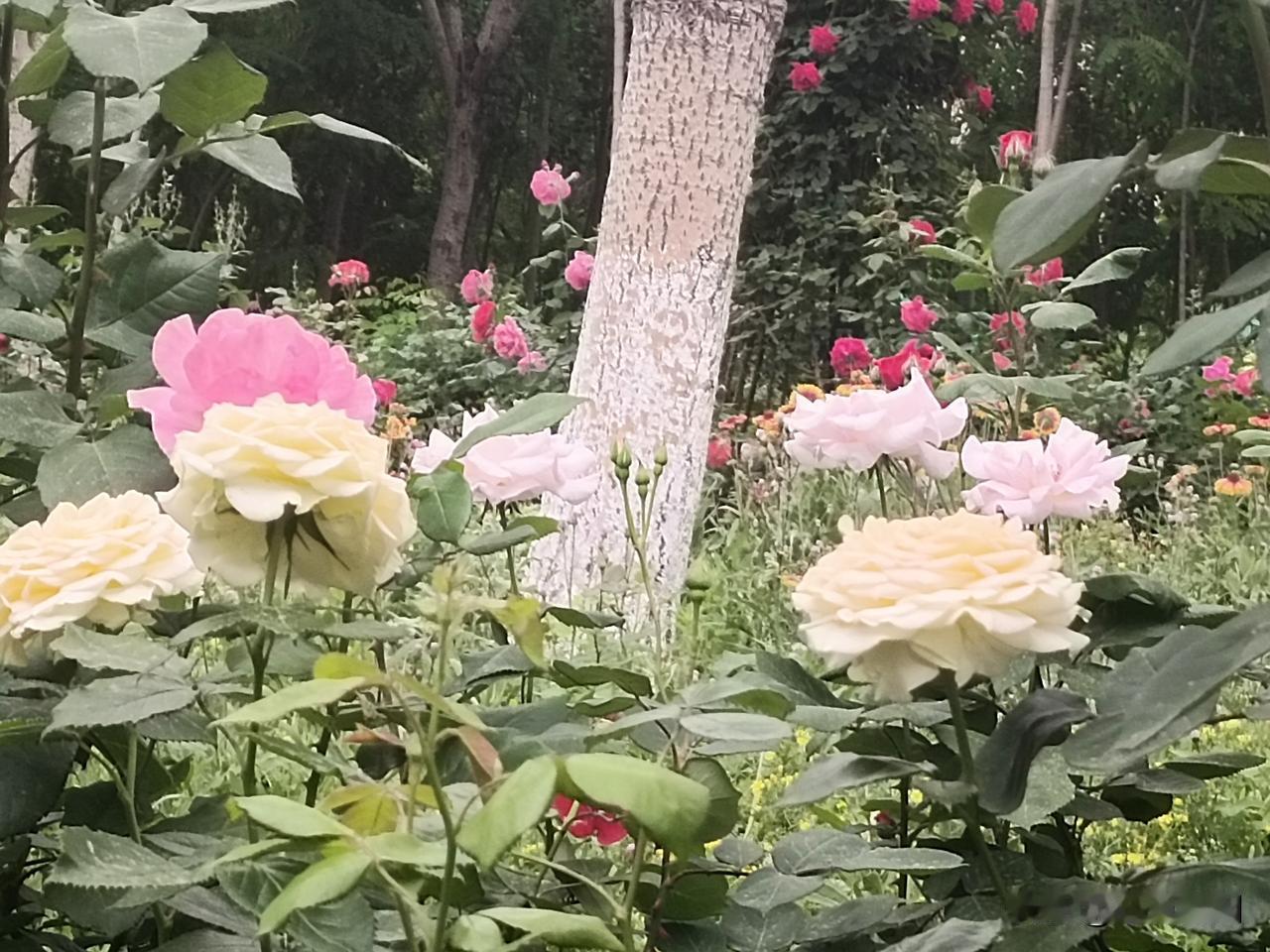晒图笔记大赛