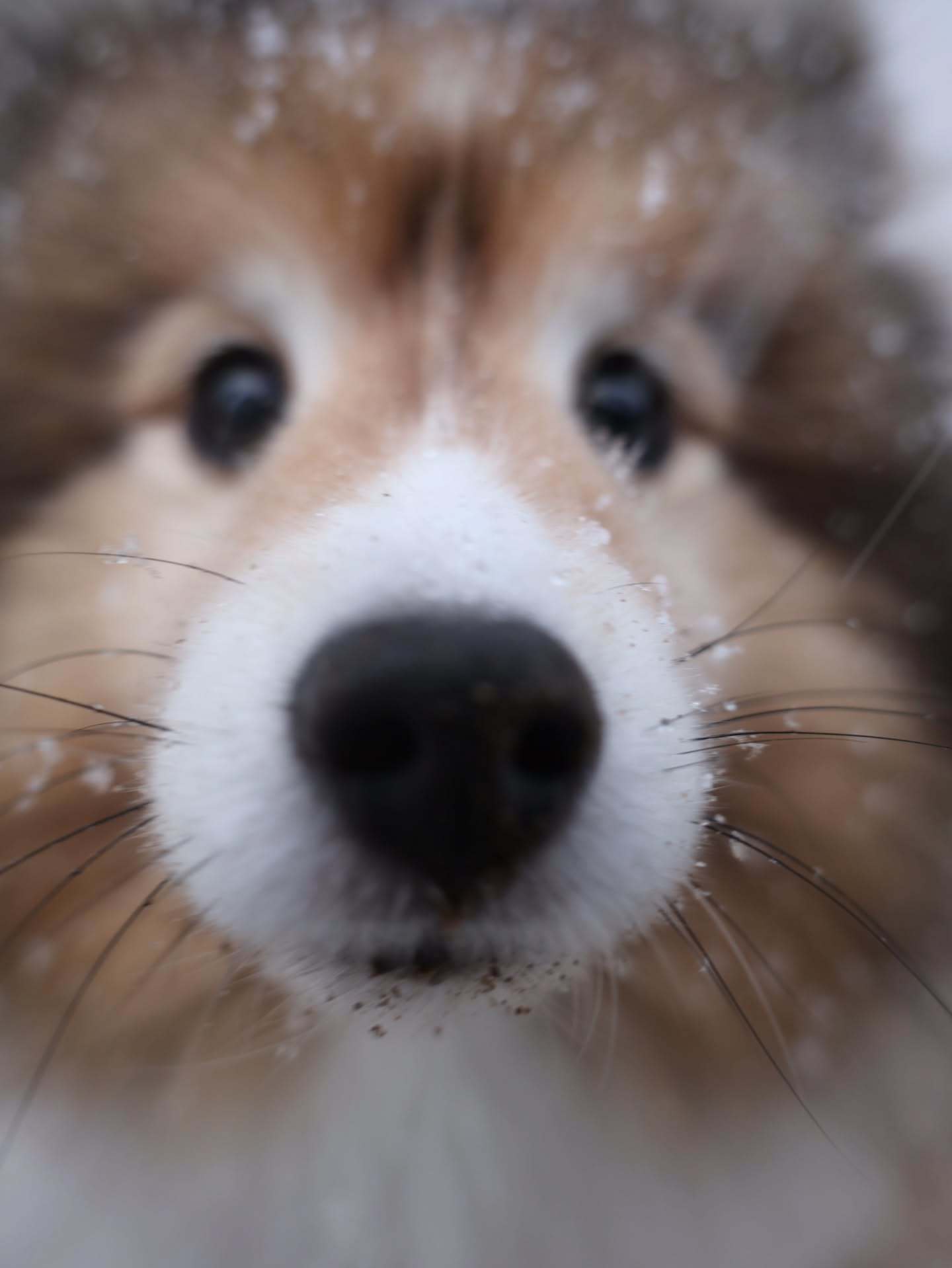 我单方面宣布喜乐蒂是最甜的小狗！！【ins：king_rabong】 