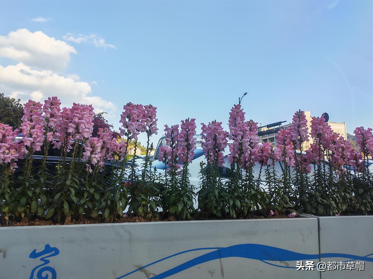 快到家的时候走辅道，等红灯，发现路边的花儿开得很美，就拿出手机拍了一张。不知道这