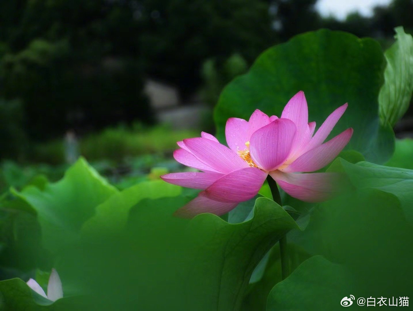 我老娘从不认为我是什么医学专家，她只认为她小哥哥才是医学专家。他的小哥哥1964