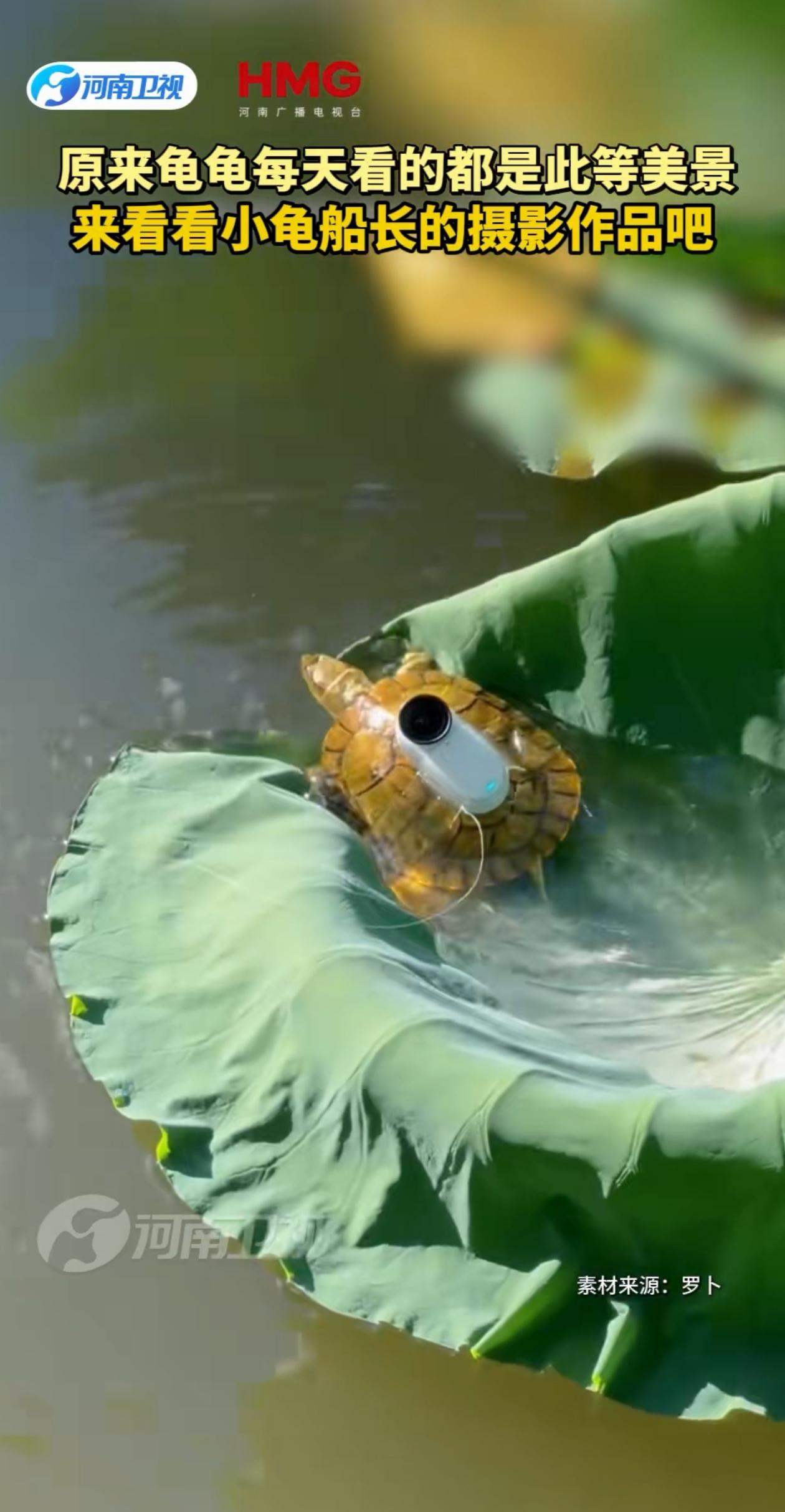 太惊艳了！男子突发奇想，想看一看乌龟每天看到的景色是什么样的，于是就在乌龟的背上