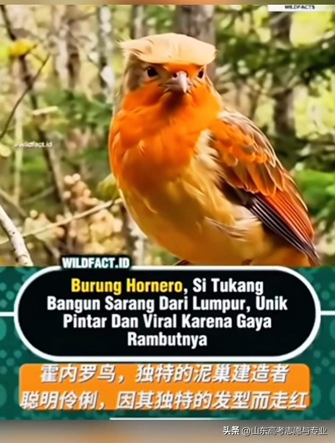 这只鸟长得太有特点了，非常像老美的那个总统的样子呀[捂脸]