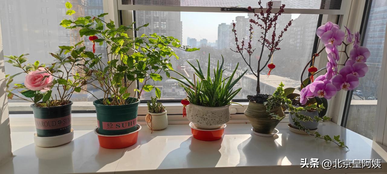 记录我的2026我在病房里寻找美景:红花绿叶，活泼的小金鱼，老式马灯，色彩缤纷的