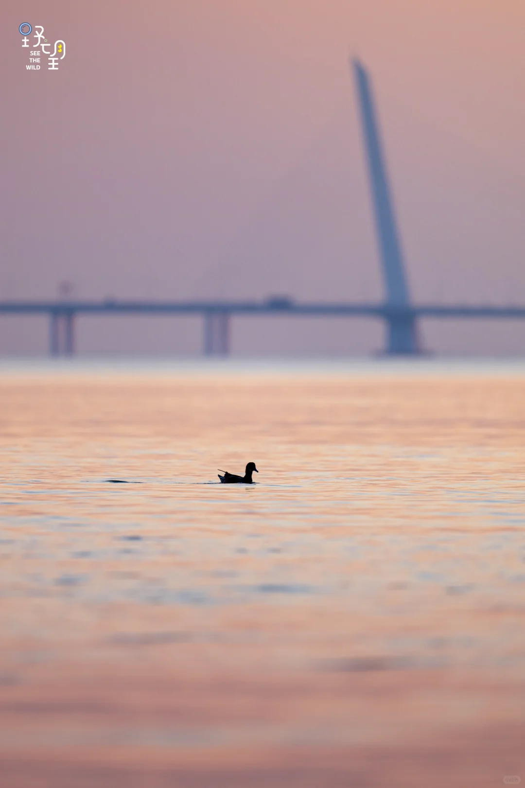 赤颈鸭，深圳湾与深圳湾公路大桥