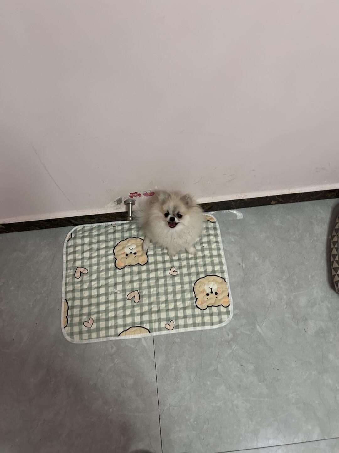 论一直博美尴尬期和一岁半的区别