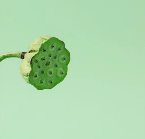 莲蓬…好运连连 