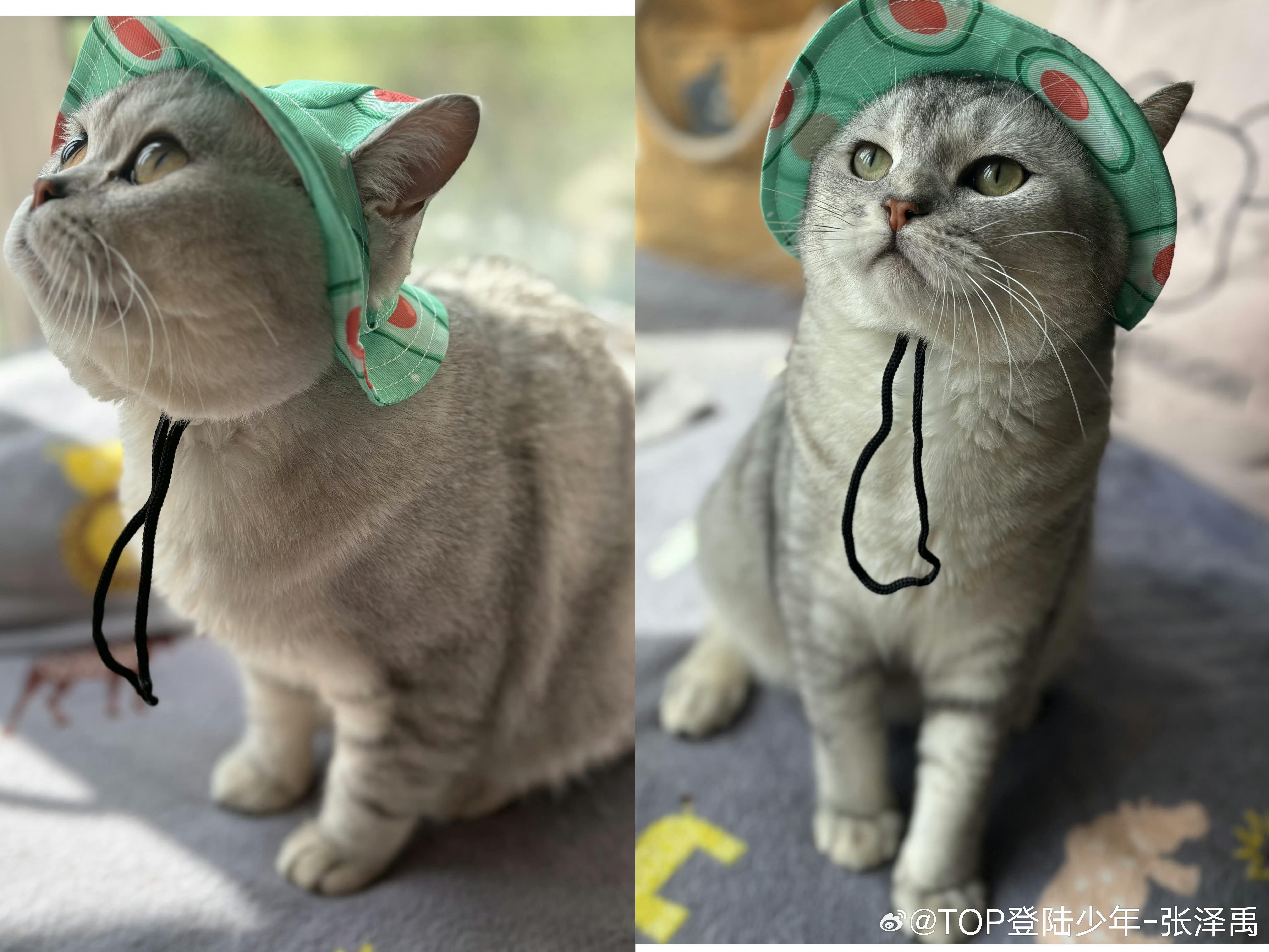 张泽禹一模一样的猫养两只嗯嗯复制粘贴其实有非常清晰的下颚线啊 你们看出来了吧！ 