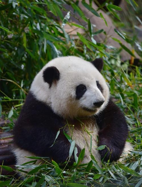 日本要迎来半世纪来首次“零熊猫”时代了，这事儿还挺让人感慨。1972年“康康”“