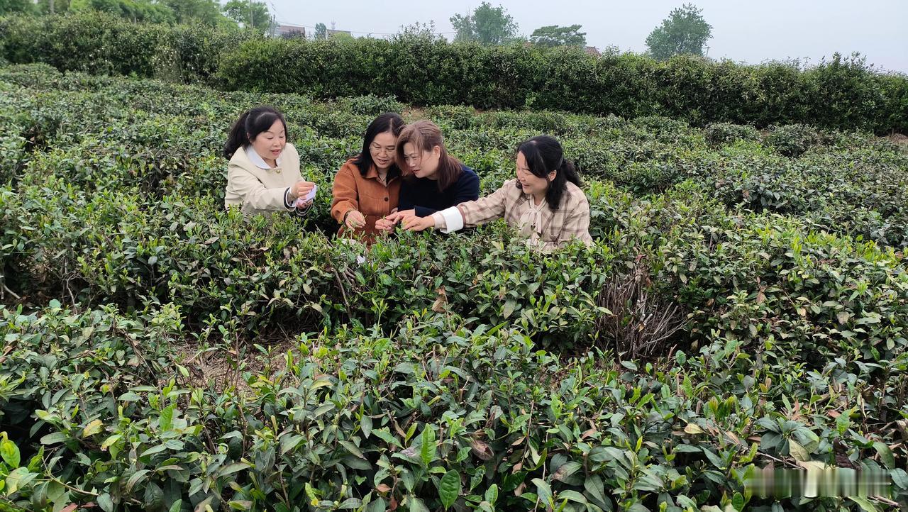 七绝  读常兄墅田耕作戏和
张华兴
老汉栽苗苗正鲜，腰疼歇歇吸支烟。
只缘生是农