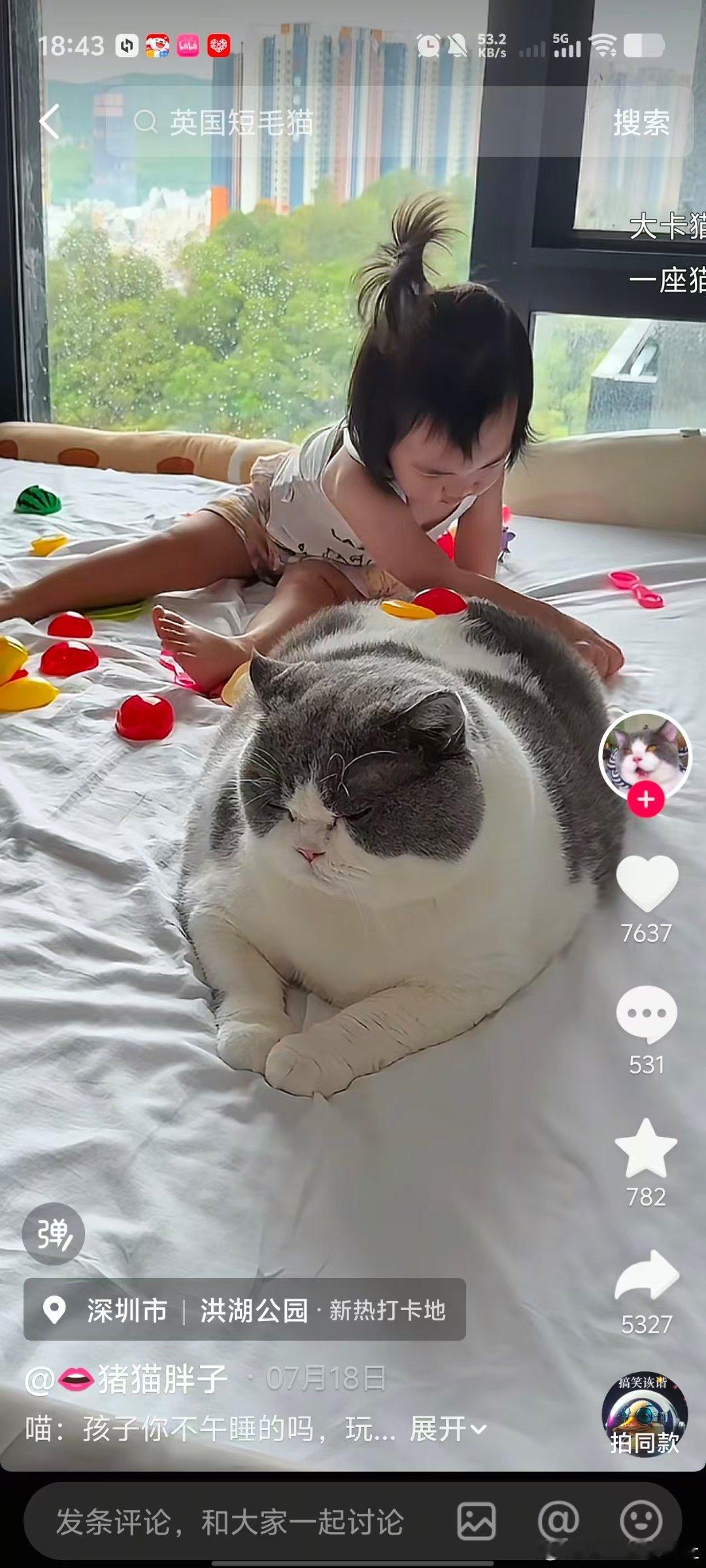 竟有如此肥猪 
