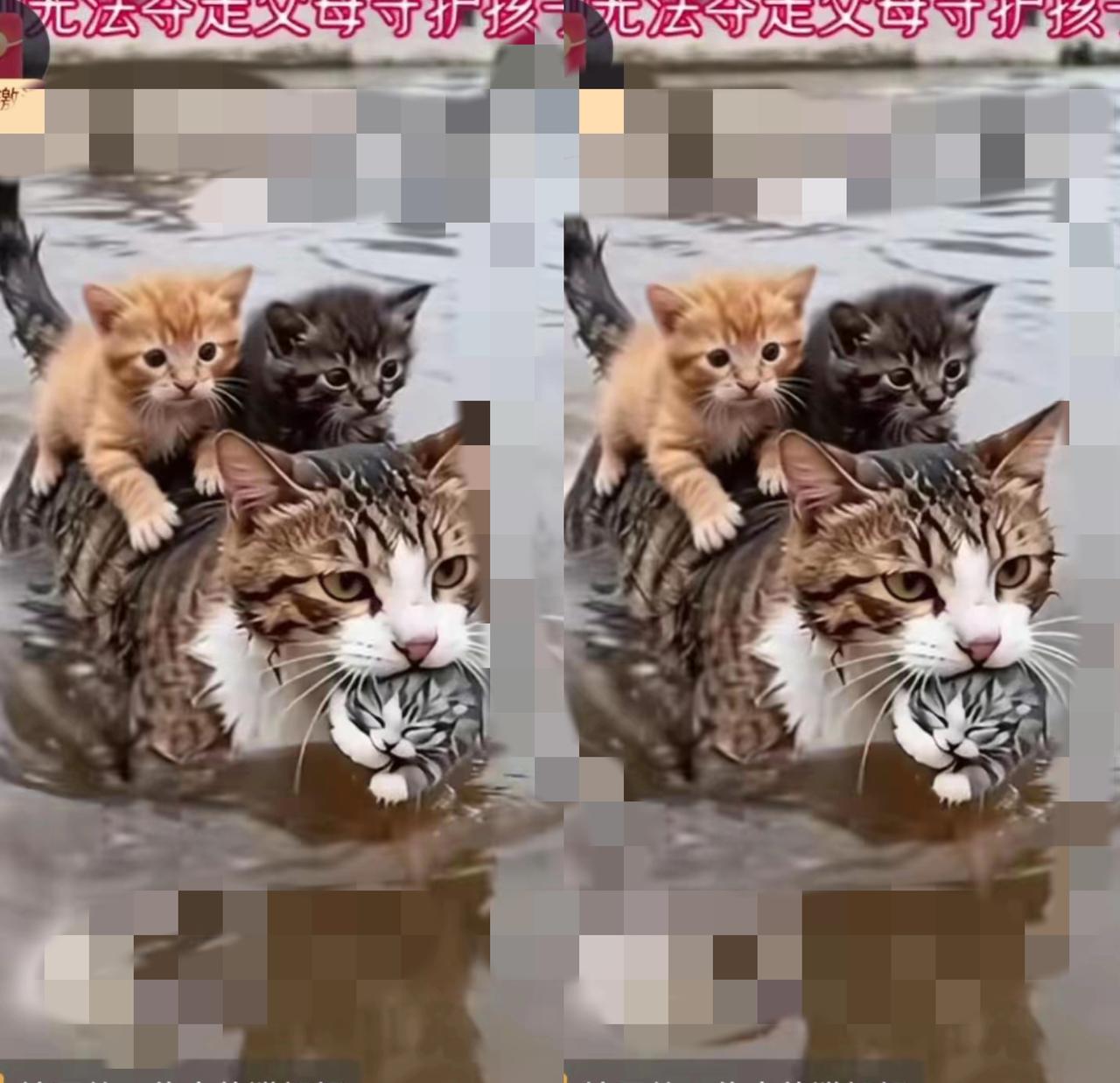 谁能说母爱是人类的专属？
       涨水冲毁家园的瞬间，这只猫妈妈的举动直接