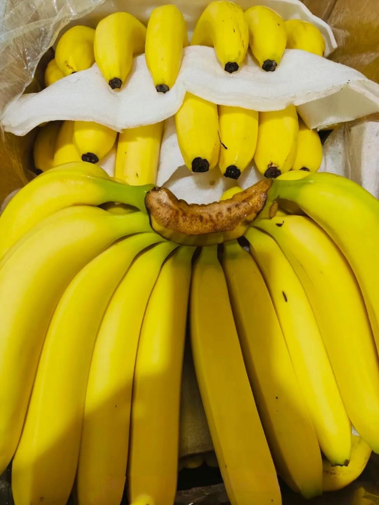 香蕉有可能会灭绝真没招了！香蕉灭绝的言论都出来了，就算现在的香蕉基因单一，就算某