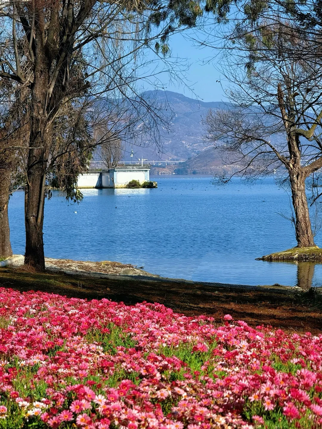 在大理🌸偶遇了开满玛格丽特的花海，附地址～