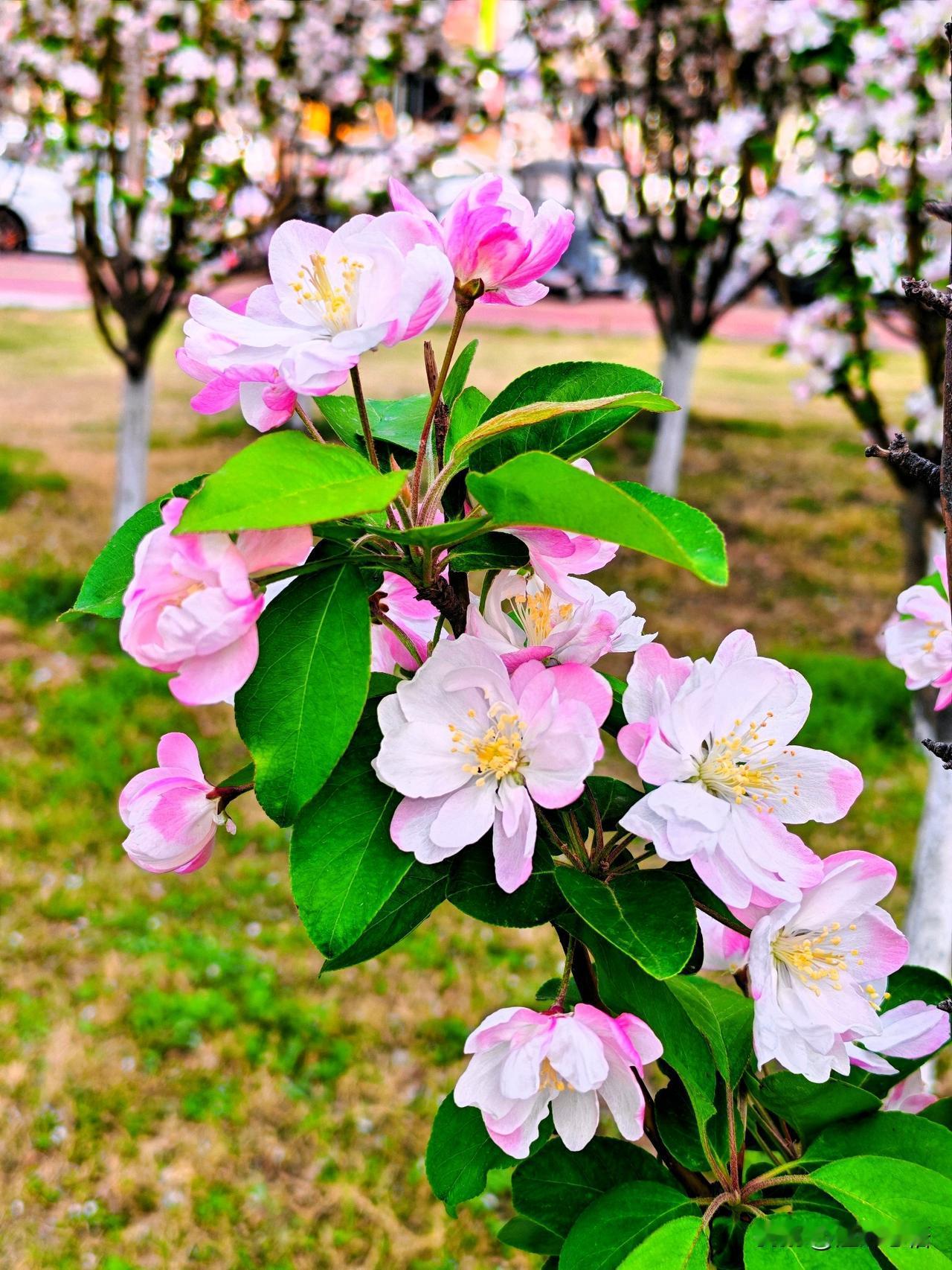 春日花开满枝头，粉白相间映绿丛。🌸🌸🌸