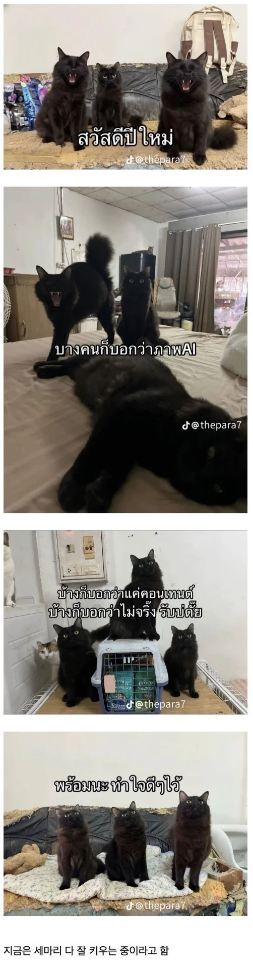 一个泰国人把名叫“海胆”的黑猫弄丢了。于是他急忙悬赏5000泰铢，四处张贴寻猫启