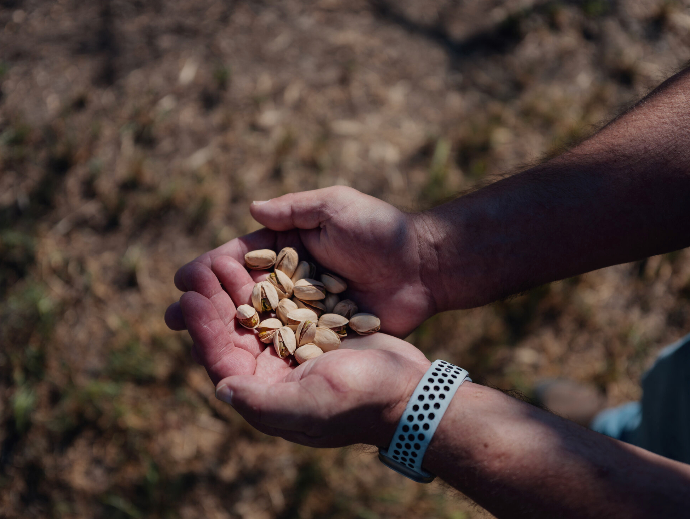 #中东局势导致开心果涨价#【价格创8年新高，伊朗开心果“不开心”！最大受益者是美