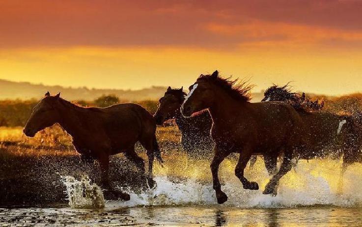 这零下二三十度的寒冬里，黑龙江一位七旬老头王大爷，眼瞅着自家十三匹马奔水库边解渴