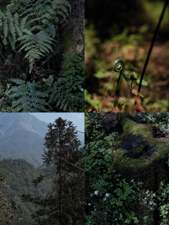 春日山谷间悄悄萌发的生命力🍃