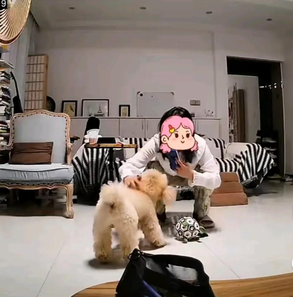 被自己养的狗，狠咬一口，难过不假，但又舍不得送人。
女子养了一只泰迪，各种贴心照