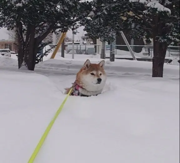 倔强