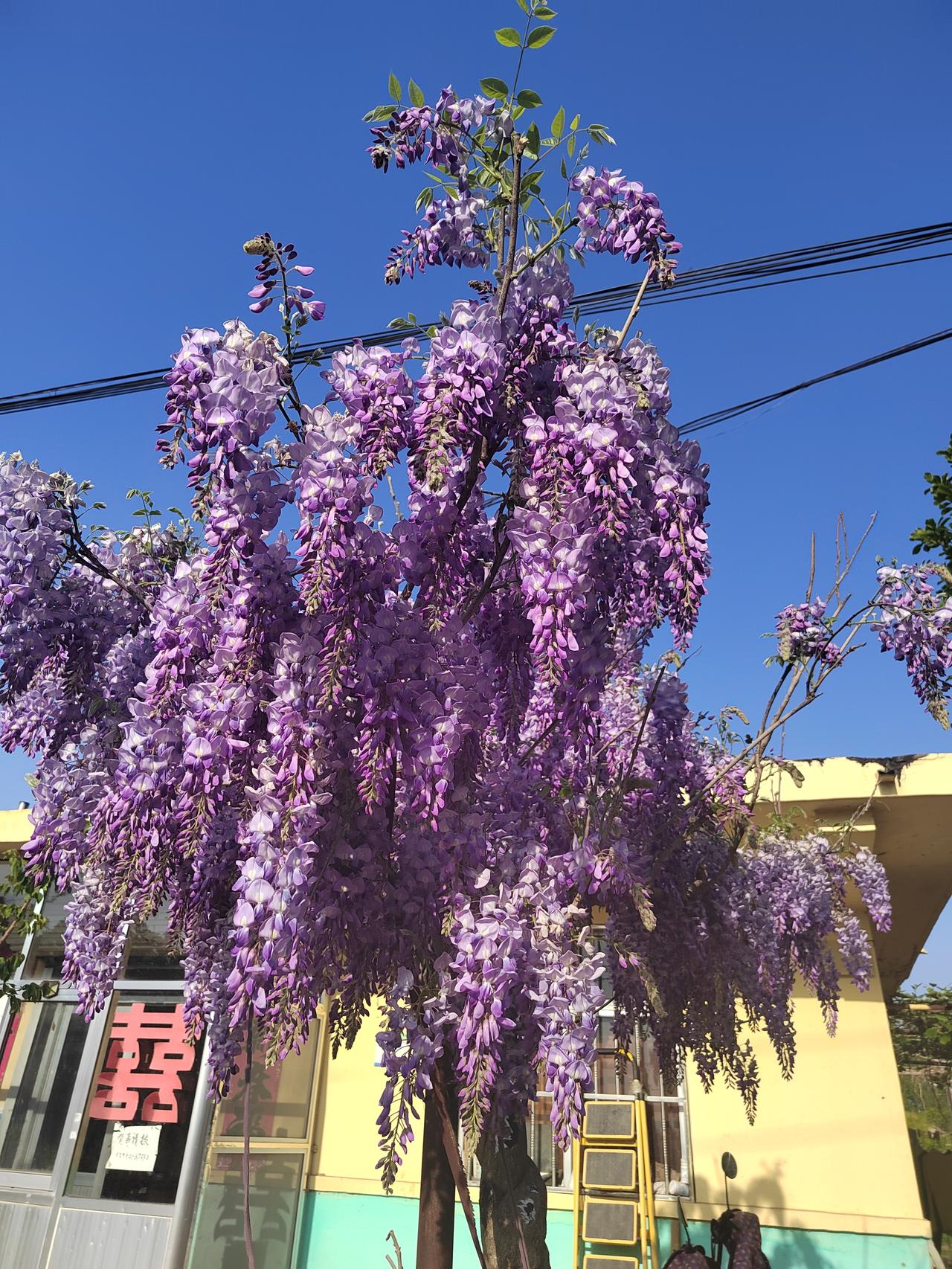 天蓝得干净，花垂得温柔，春日的乡村干干净净、满眼生机。
不用奔赴远方，老家门口的