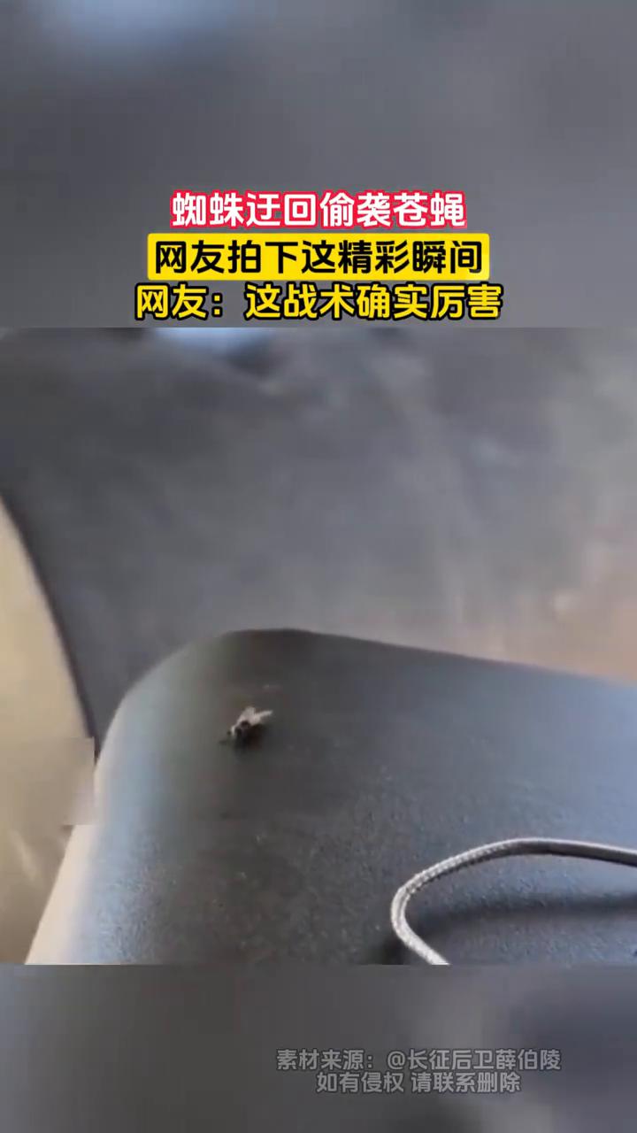蜘蛛迂回偷袭苍蝇，网友拍下这精彩瞬间。
网友：这战术确实厉害。
素材来源：长征后