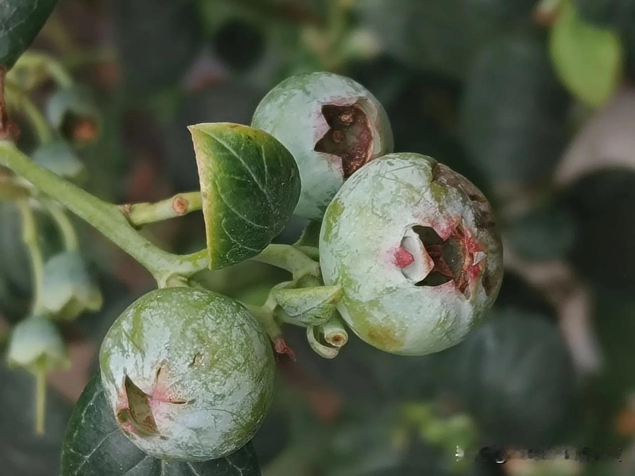 一查才知道蓝莓是杜鹃花科、越橘属的落叶灌木，原产于加拿大东部和美国东部及南部，在