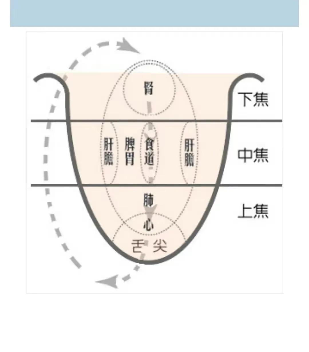 你是否曾经好奇过，通过观察舌头就能诊断出身体的问题？这就是中医舌诊的神奇之处！
