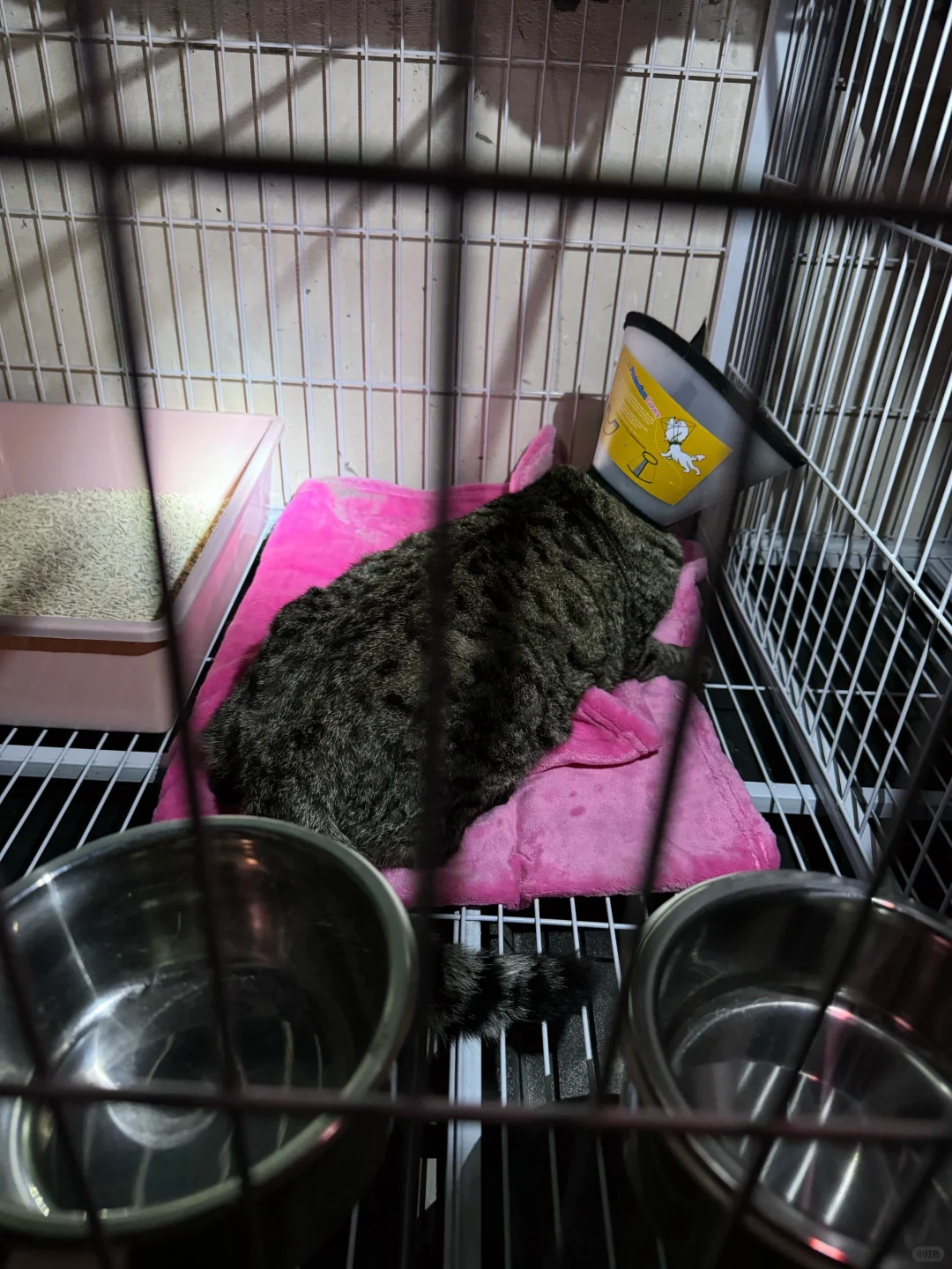 医生刚把小虎妈妈送回来，在中转站休养