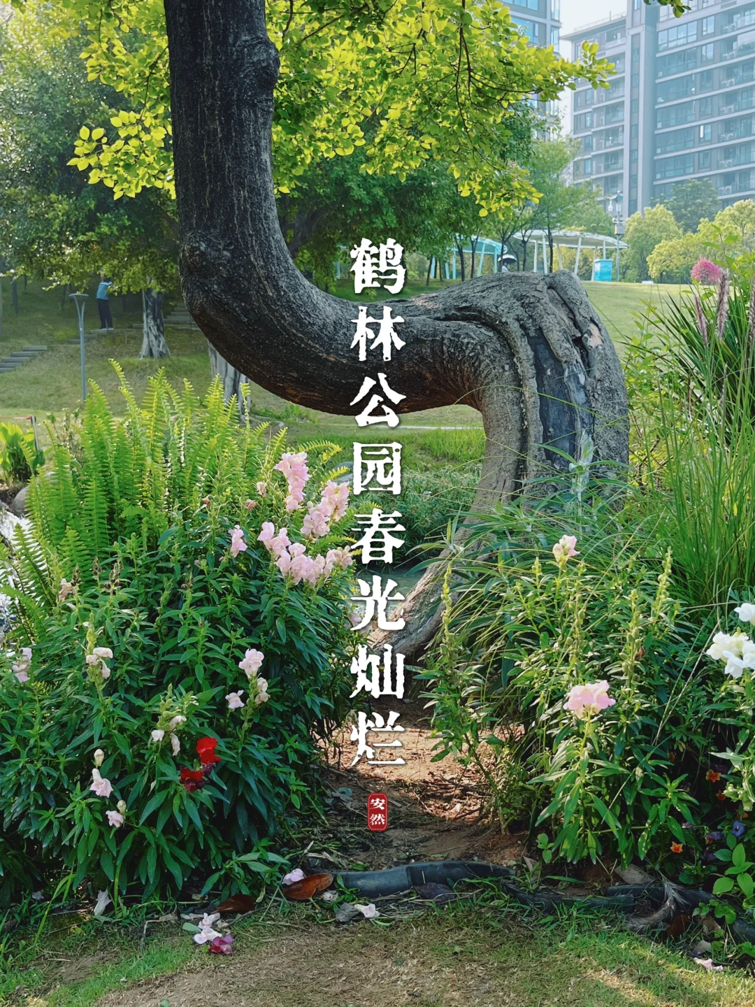 福州鹤林公园｜误入现实版的莫奈花园！
