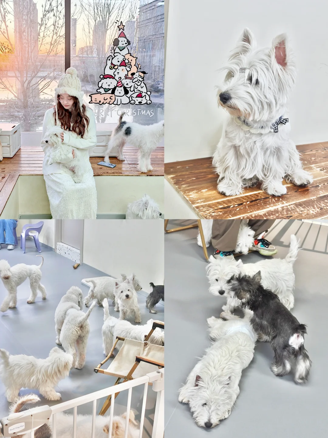 沈阳首家西高地狗咖❤️好拍又好rua！