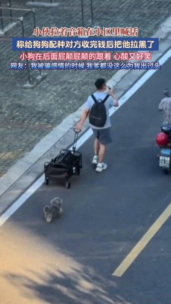 主人给自家狗狗找配种，转给对方800元费用之后，直接被微信拉黑了。
实在找不到维