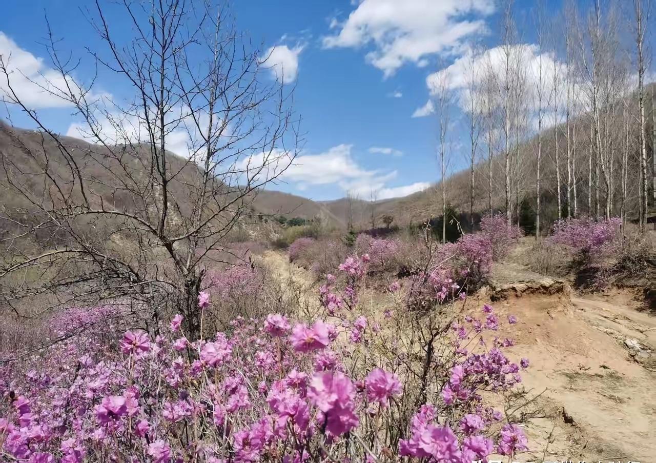 可以分享一张你喜欢的花吗6