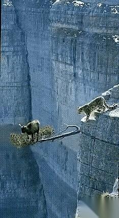 猎豹把山羊逼到了悬崖边上，就差一步。
那头猎豹，浑身肌肉绷成一张弓，尾巴尖不耐烦