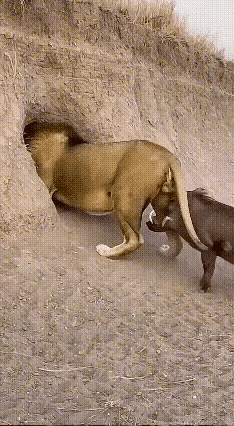 狮子想要抄疣猪的家，却被疣猪给抄了后路，成了过冬的食物。

起因是一头狮子找到疣