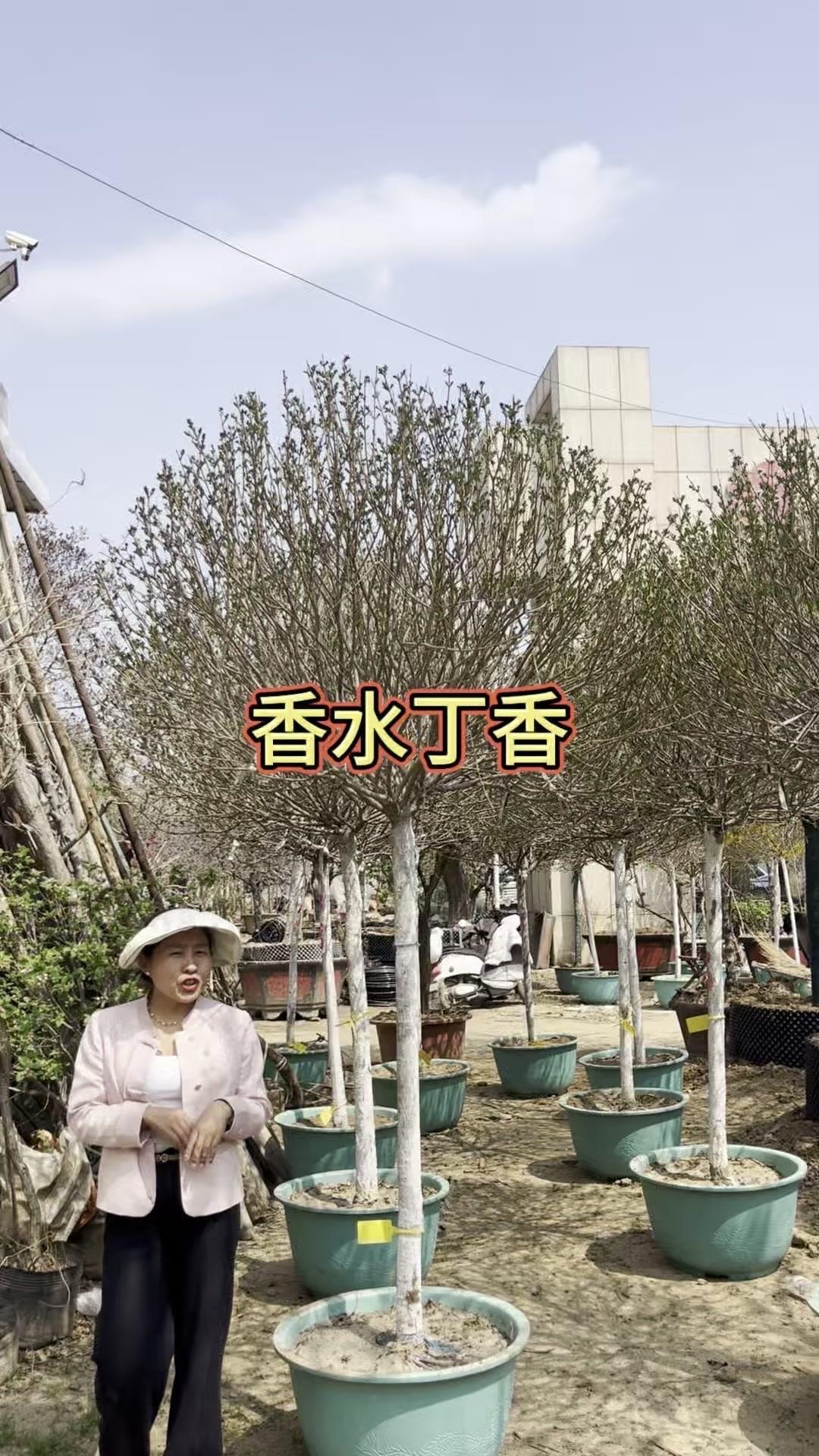💐庭院种丁香树，氛围感拉满！🏡庭院里种上这棵香水丁香树，简直是把春天搬进家！